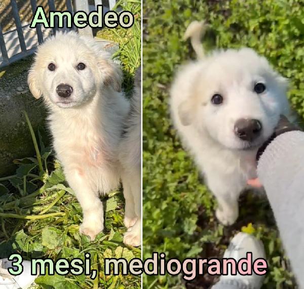 Salva uno di questi cuccioli  Foto 5