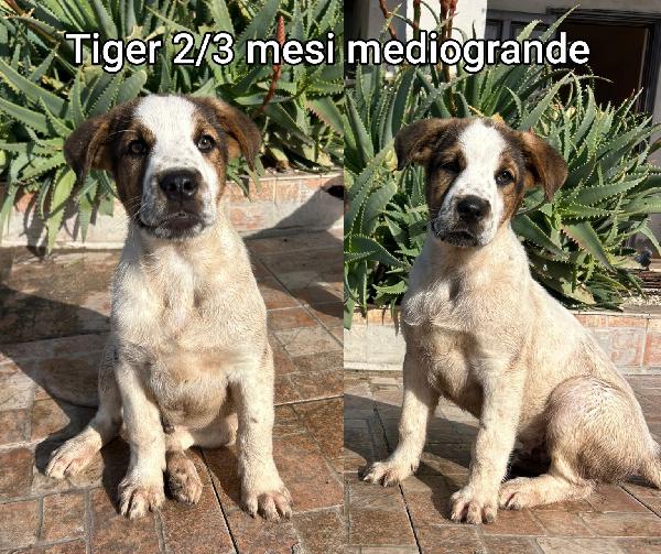 Salva uno di questi cuccioli  Foto 6