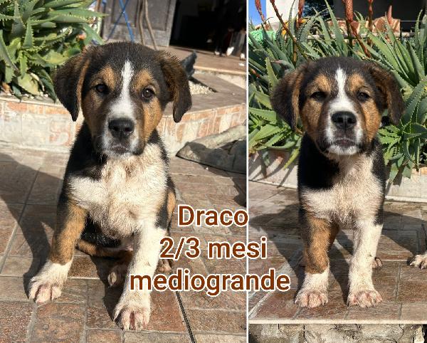 Salva uno di questi cuccioli  Foto 7