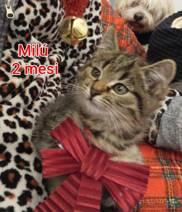 Micini Cercano Famiglia 