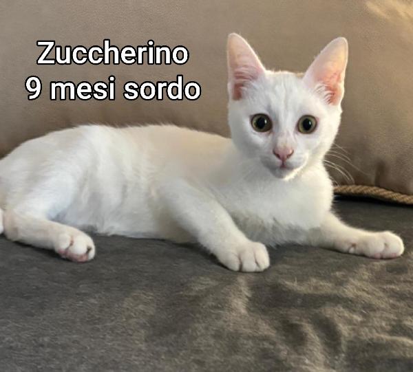 Micini cercano famiglia  Foto 6