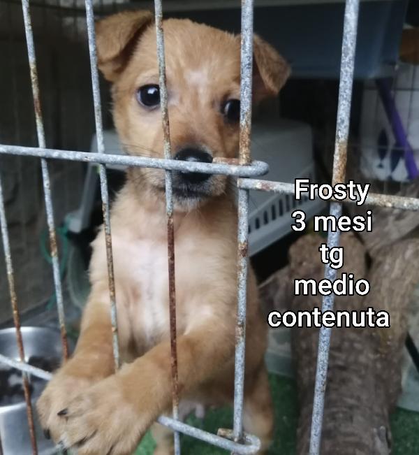 Troppi cuccioli senza casa! Foto 2