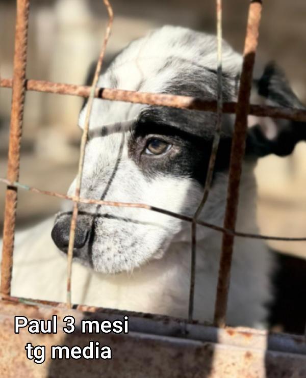 Troppi cuccioli senza casa! Foto 3