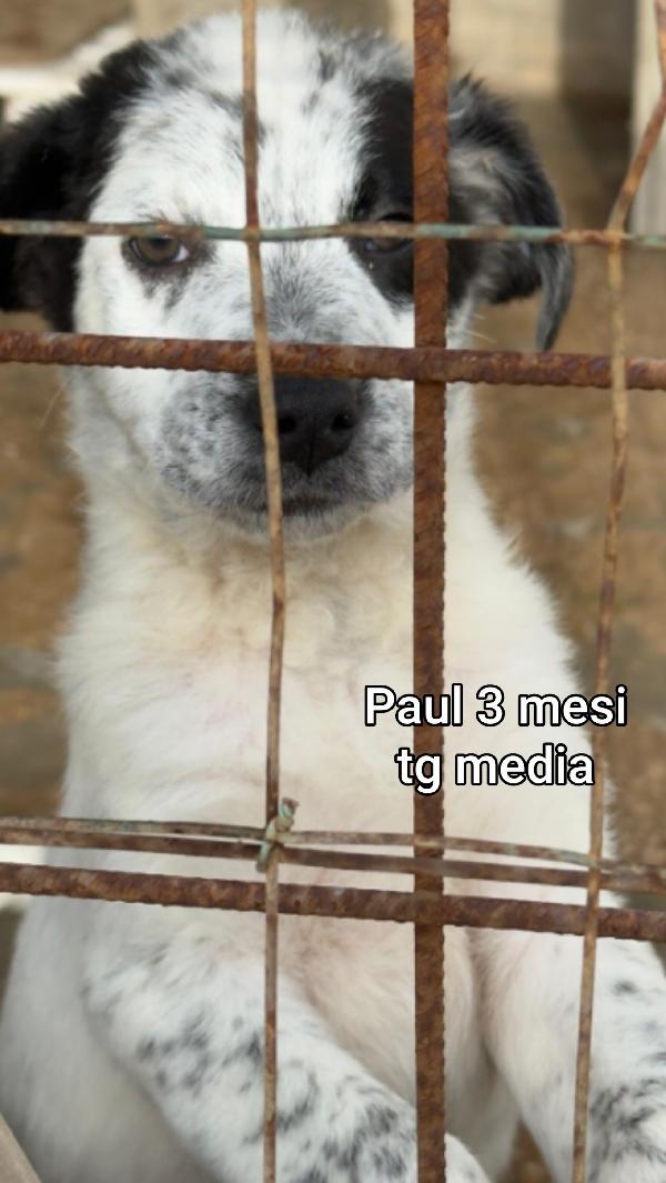 Troppi cuccioli senza casa! Foto 4