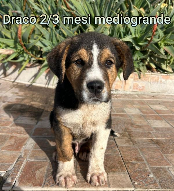 Troppi cuccioli senza casa! Foto 5