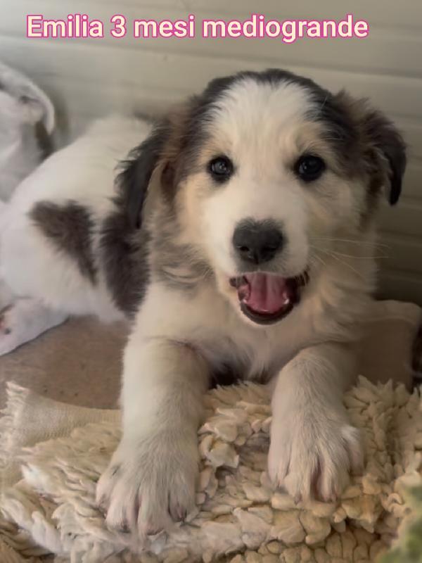 Troppi cuccioli senza casa! Foto 6