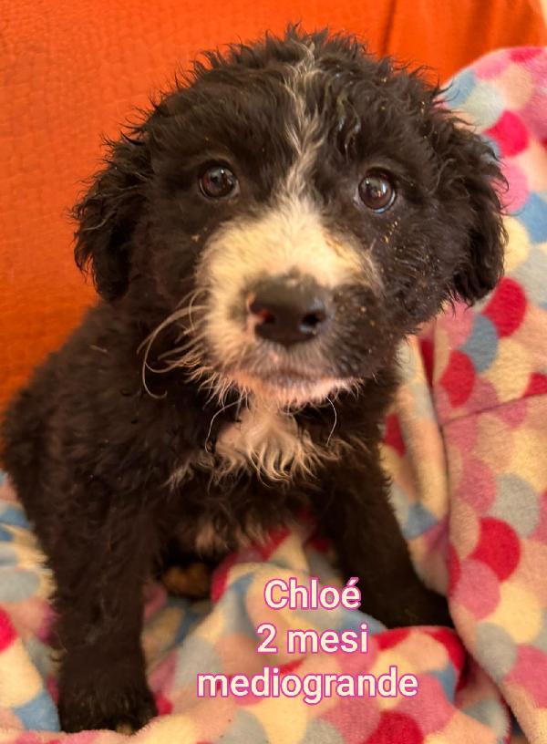 Troppi cuccioli senza casa! Foto 8