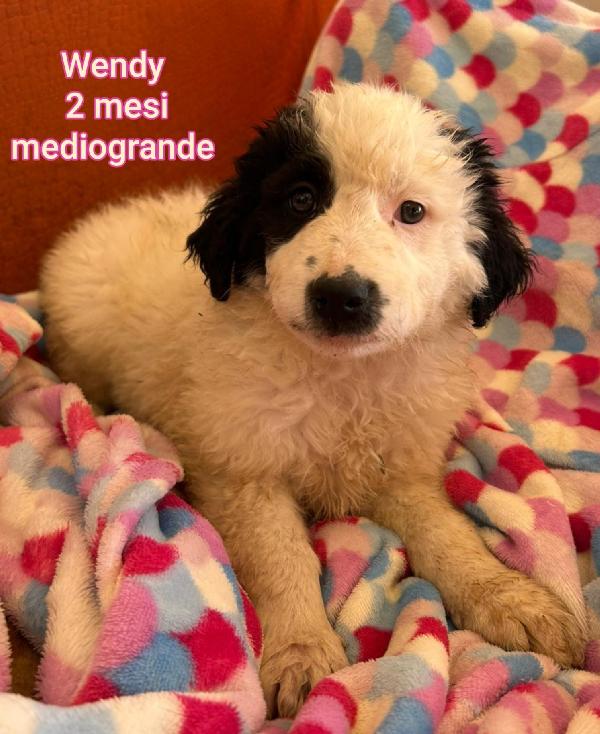 Troppi cuccioli senza casa! Foto 9