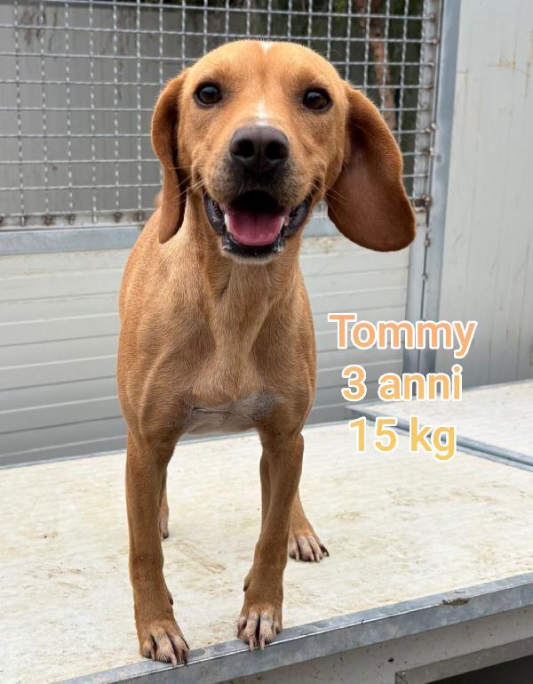 Cani di taglia contenuta  Foto 3