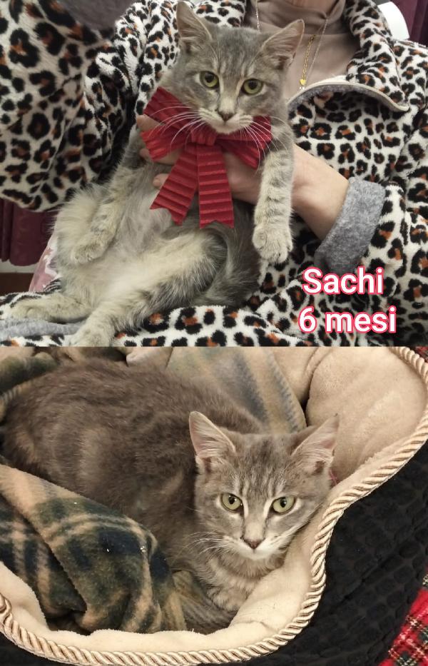 MICI: ADOZIONI URGENTI  Foto 7