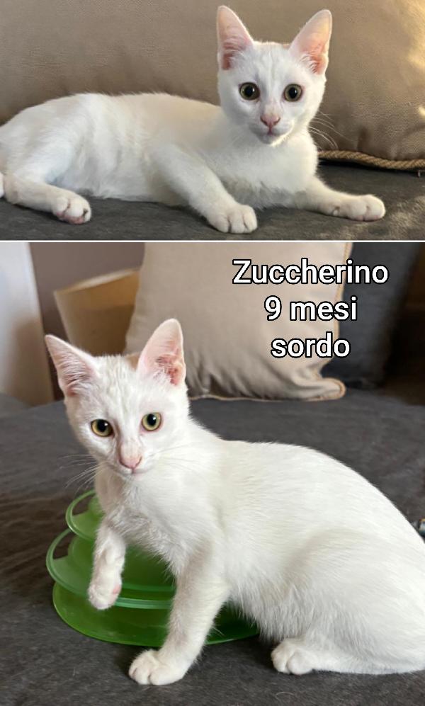 MICI: ADOZIONI URGENTI  Foto 8