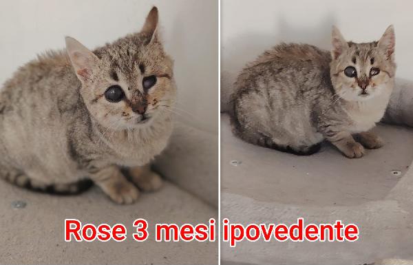 MICI: ADOZIONI URGENTI  Foto 10