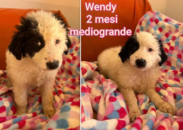 Troppi cucciolotti in rifugio Foto 2