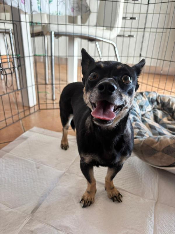 Giudy, Cagnolina Di Taglia Piccola