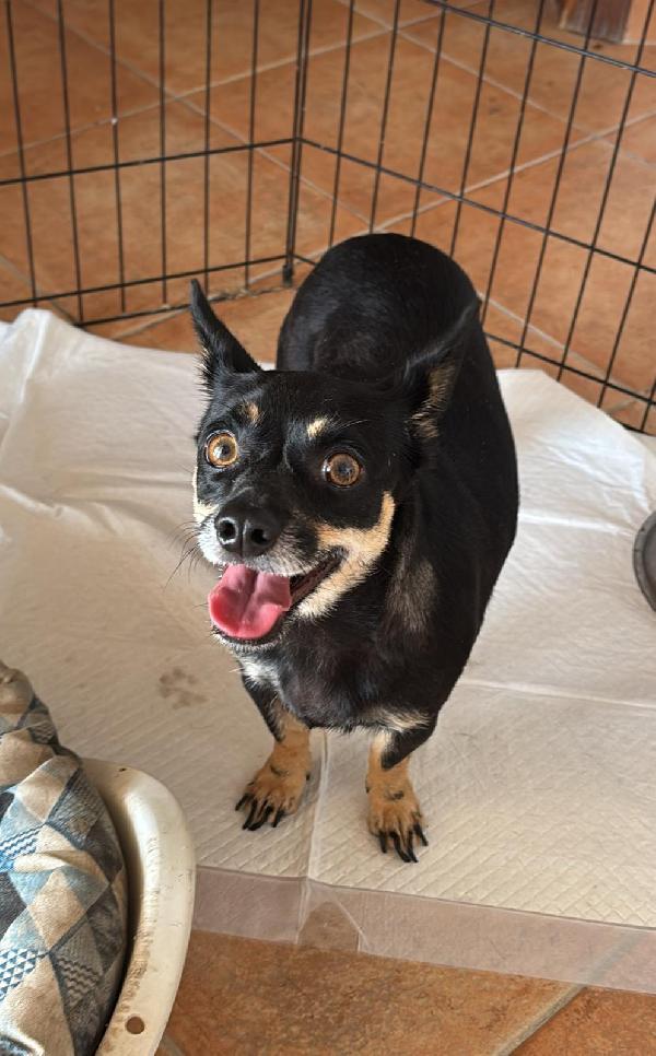 Giudy, cagnolina di taglia piccola Foto 4