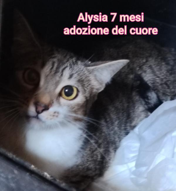 ADOTTA UN MICETTO Foto 8