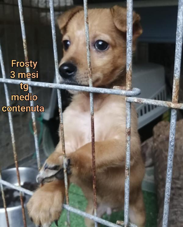 SALVA UN CUCCIOLO  Foto 2