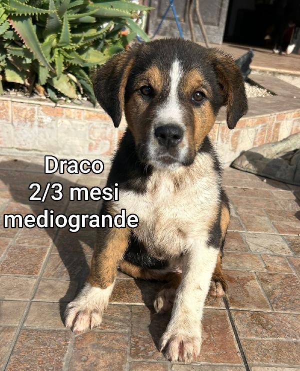 SALVA UN CUCCIOLO  Foto 4