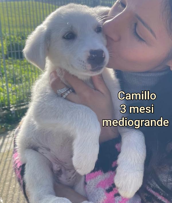 SALVA UN CUCCIOLO  Foto 6