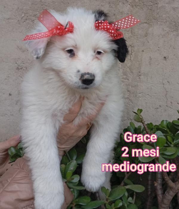 SALVA UN CUCCIOLO  Foto 10