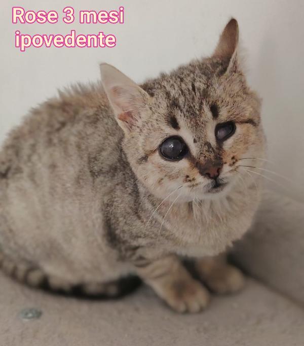 ADOZIONI MICINI BISOGNOSI  Foto 2