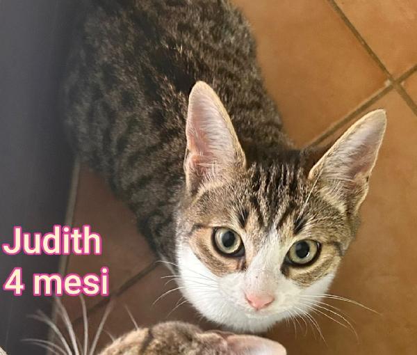 ADOZIONI MICINI BISOGNOSI  Foto 7