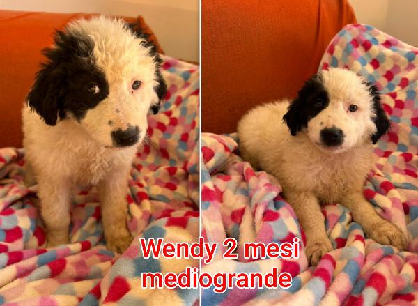 2 mesi: cuccioli buttati a morire  Foto 2