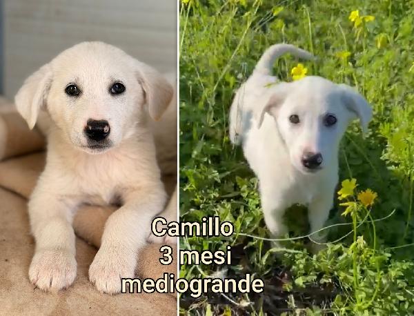 2 mesi: cuccioli buttati a morire  Foto 4