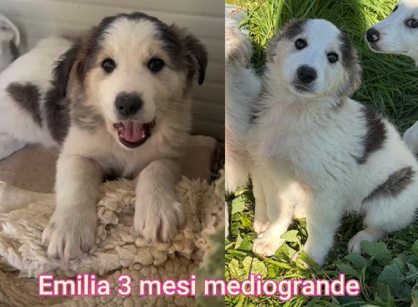 2 mesi: cuccioli buttati a morire  Foto 5