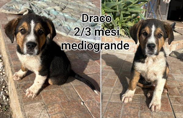 2 mesi: cuccioli buttati a morire  Foto 7