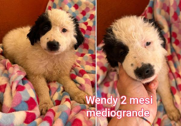 2 mesi: cuccioli buttati a morire  Foto 9