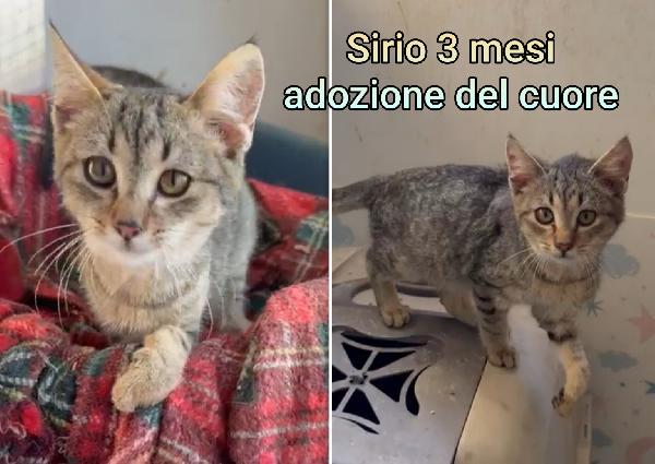 TELEFONA PER UN MICIO Foto 2