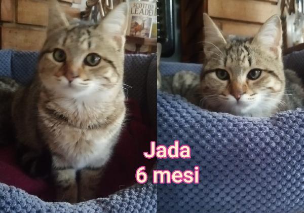 TELEFONA PER UN MICIO Foto 12