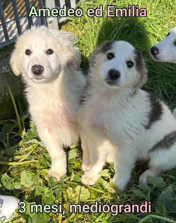 Adottate Un Trovatello