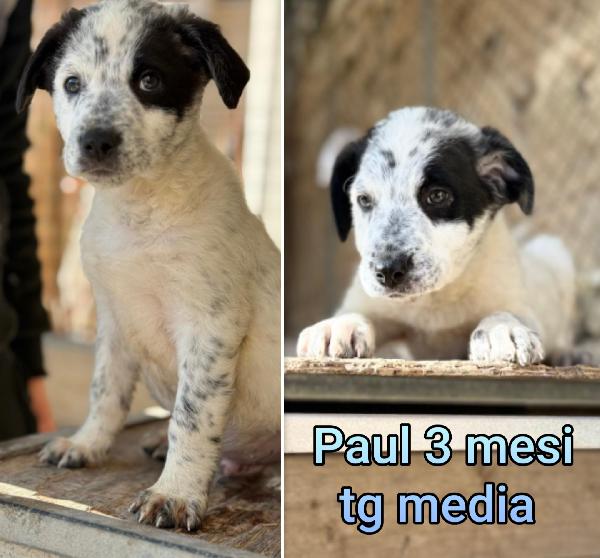 ADOTTATE UN TROVATELLO Foto 2