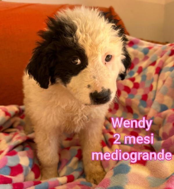 ADOTTATE UN TROVATELLO Foto 3