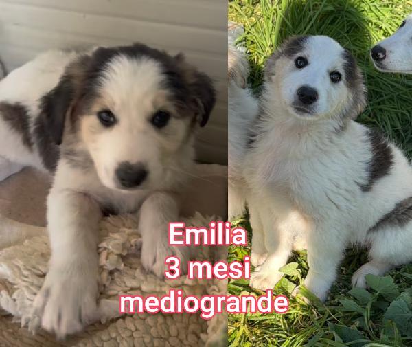 ADOTTATE UN TROVATELLO Foto 5