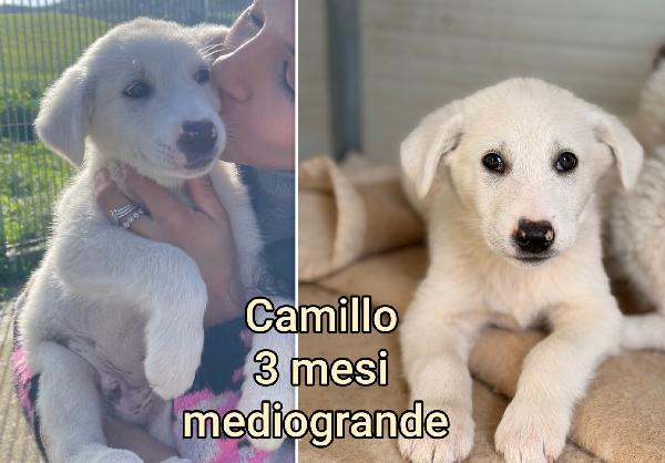 ADOTTATE UN TROVATELLO Foto 8