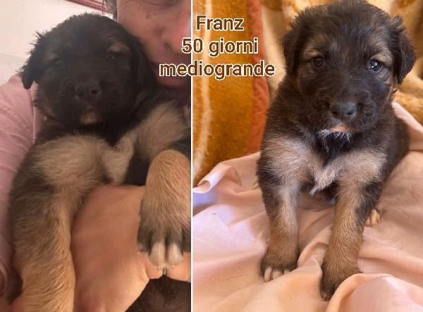 ADOTTATE UN TROVATELLO Foto 10