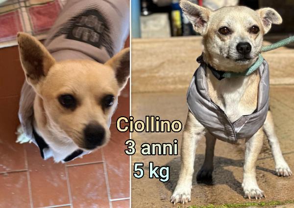 Piccolini da salvare!!! Foto 6