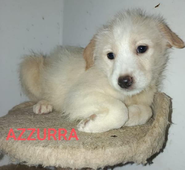 Azzurra Cucciola Di 3 Mesi