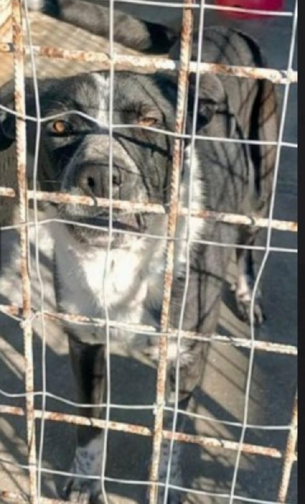 Fenice circa 5anni sfruttata e finita in canile.PUGLIA Foto 2