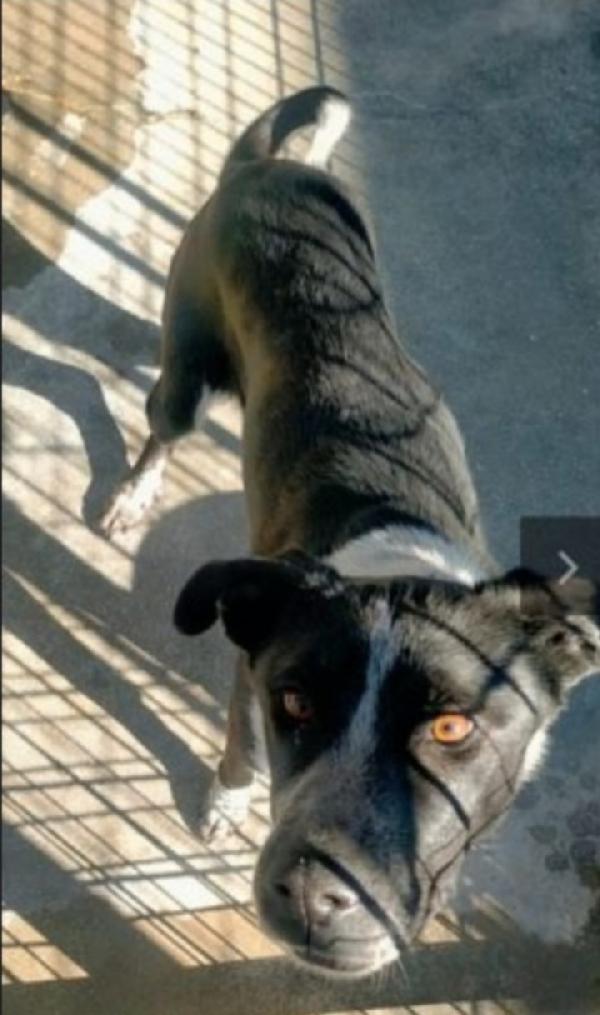 Fenice circa 5anni sfruttata e finita in canile.PUGLIA Foto 3