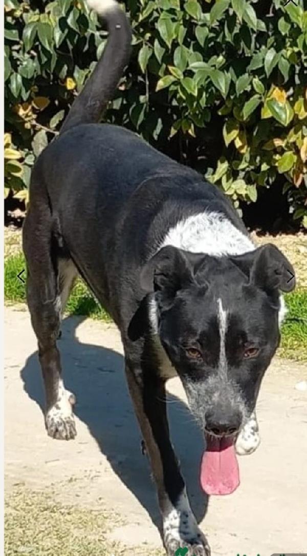 Fenice circa 5anni sfruttata e finita in canile.PUGLIA Foto 4