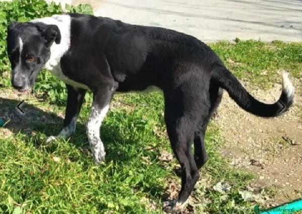 Fenice circa 5anni sfruttata e finita in canile.PUGLIA Foto 5