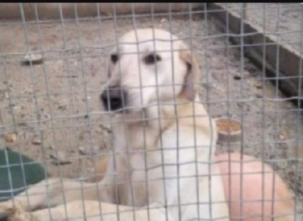 Lucas Circa 4Anni X Lui Mai 1Chiamata.calabria