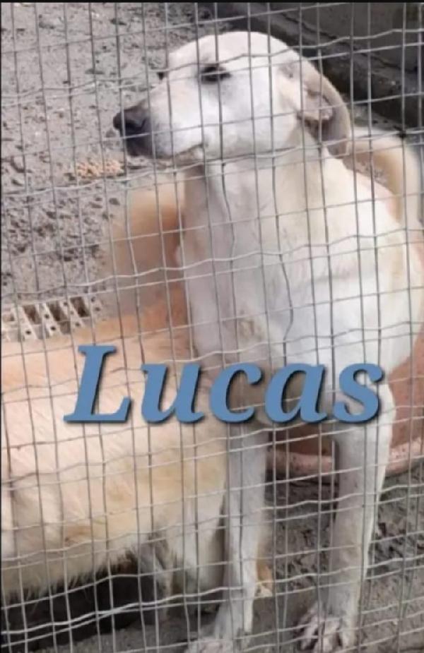 Lucas circa 4anni x lui mai 1chiamata.CALABRIA Foto 2