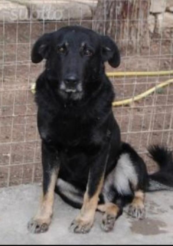 Biscotto Nato In Canile Nel 2013!! Nessuno Ha Chiesto Di Lui.