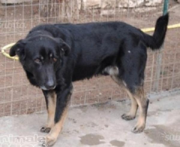 Biscotto nato in canile nel 2013!! Nessuno ha chiesto di lui. Foto 2