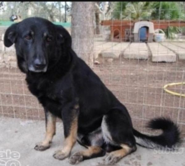 Biscotto nato in canile nel 2013!! Nessuno ha chiesto di lui. Foto 3